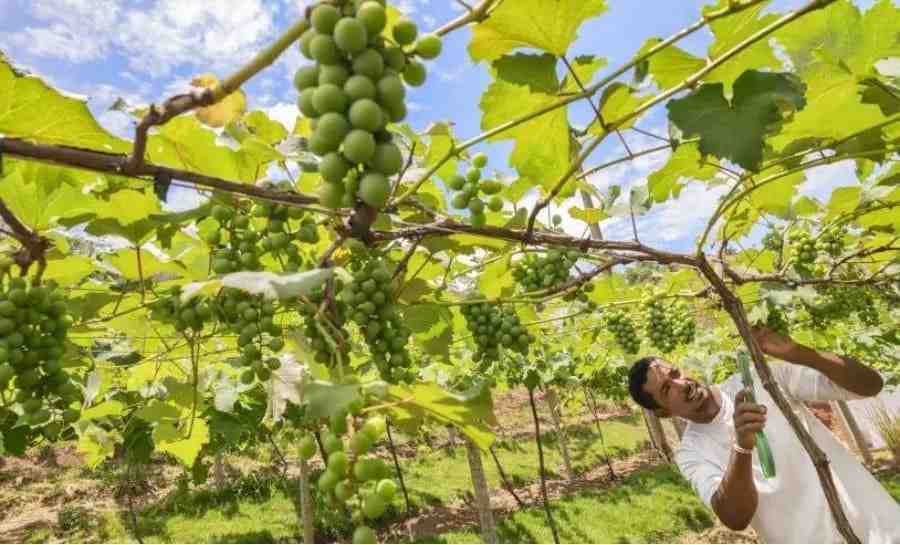 Agricultor de Teófilo Otoni transforma sítio onde cresceu em sucesso agrícola e turístico